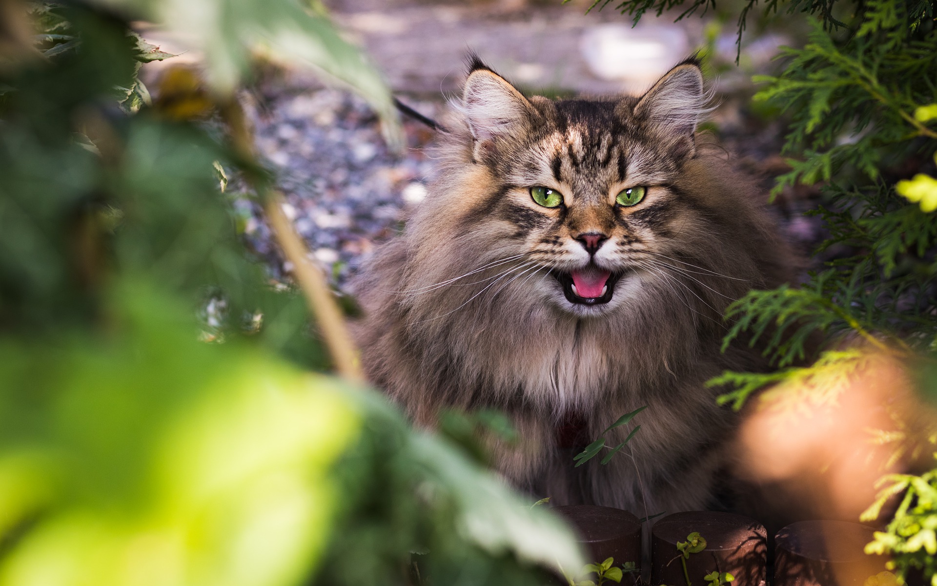 siberian-cat-gab2b0084b_1920